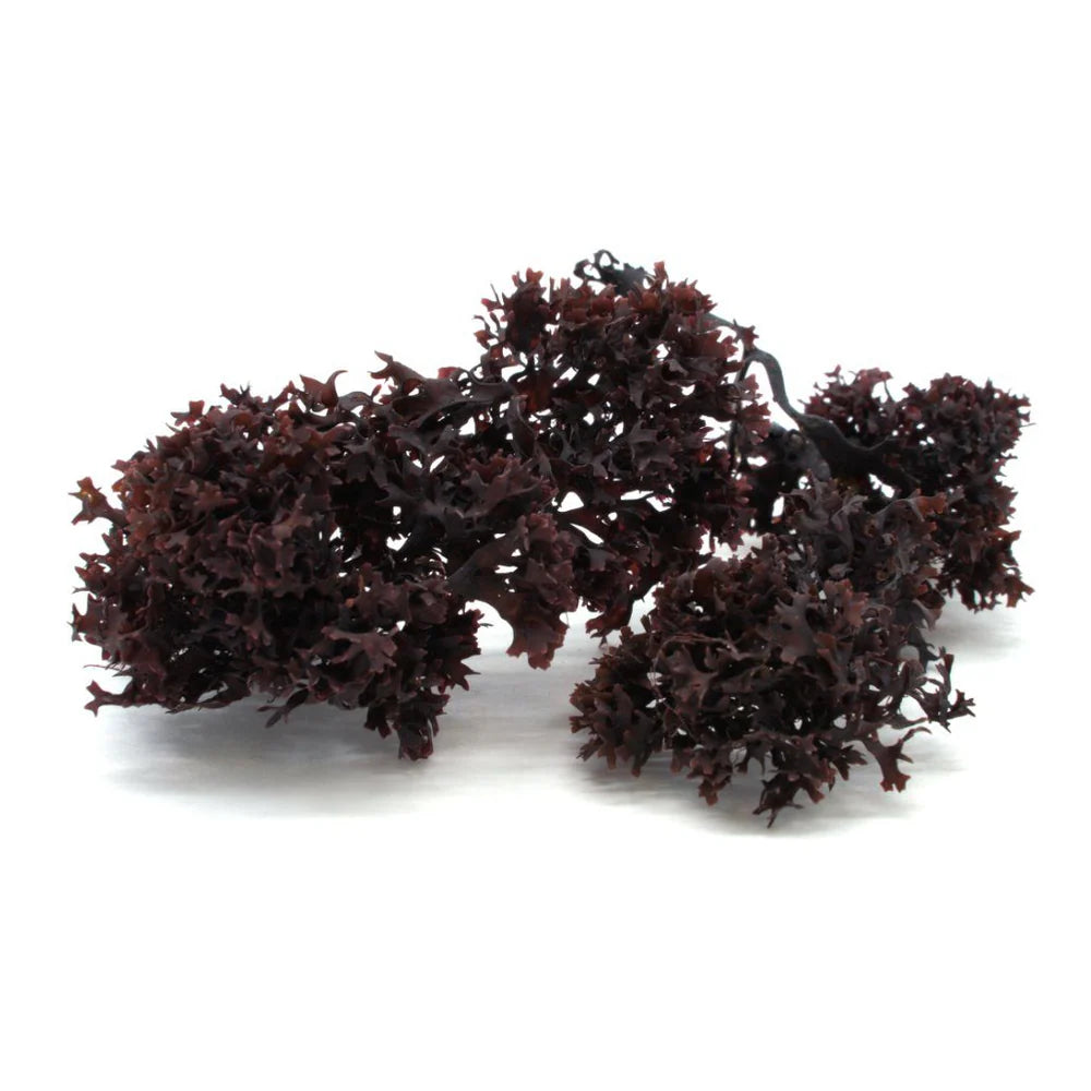 Purple Chondrus Crispus