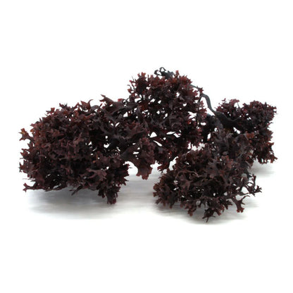 Purple Chondrus Crispus
