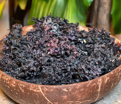 Purple Chondrus Crispus